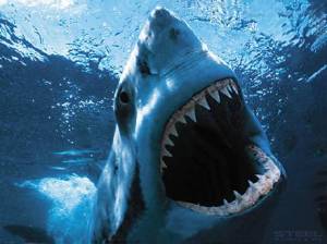 great white shark