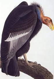 vulture