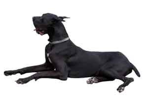 great-dane