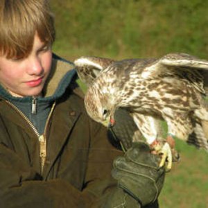 falconry kid