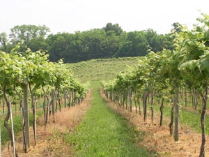 indiana vineyard