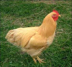 Hen