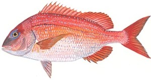 red_porgy