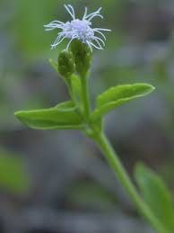 cape sable thoroughwort