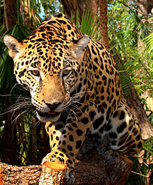 Jaguar-Belize-Zoo